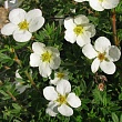 Лапчатка кустарниковая 