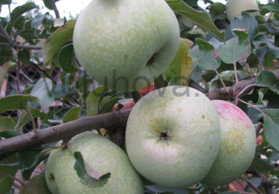 яблоко Кутузовец яблоко Кутузовец