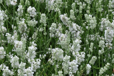 Лаванда узколистная Лаванда узколистная