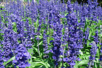 Шалфей Шалфей